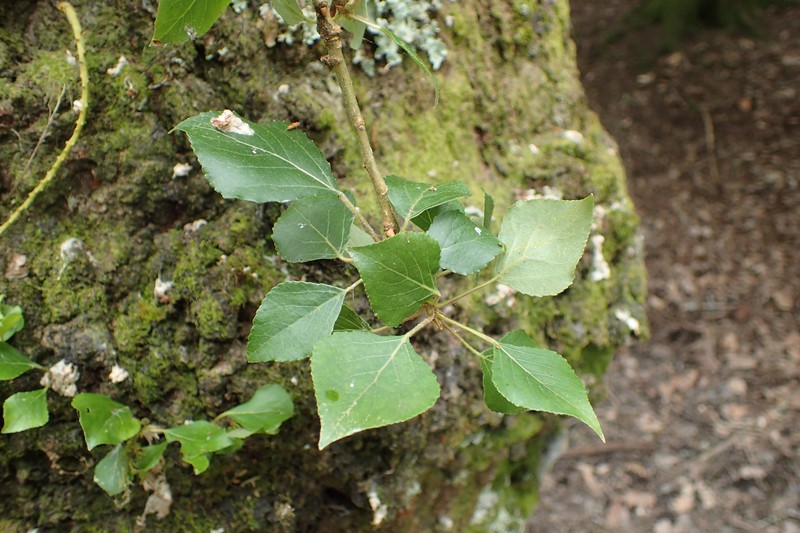 Populus nigra subsp. caudina photo 6