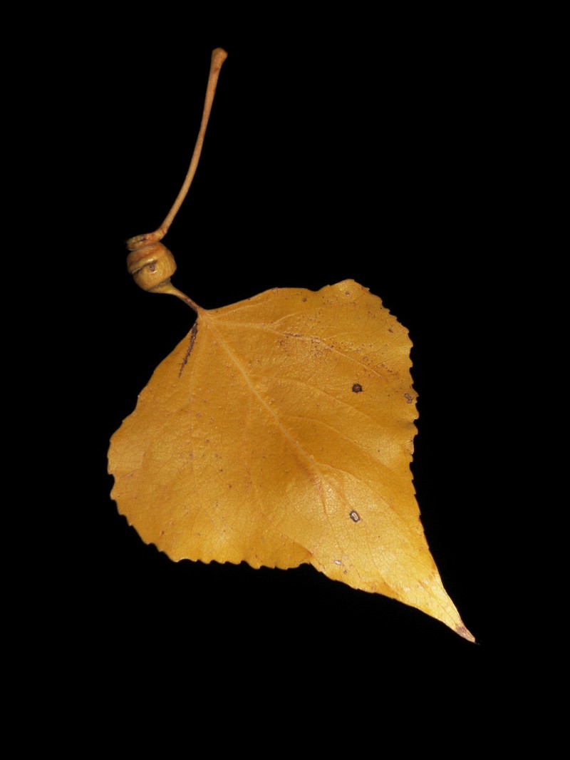 Populus nigra subsp. caudina photo 7