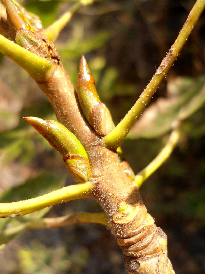 Populus nigra subsp. caudina photo 8