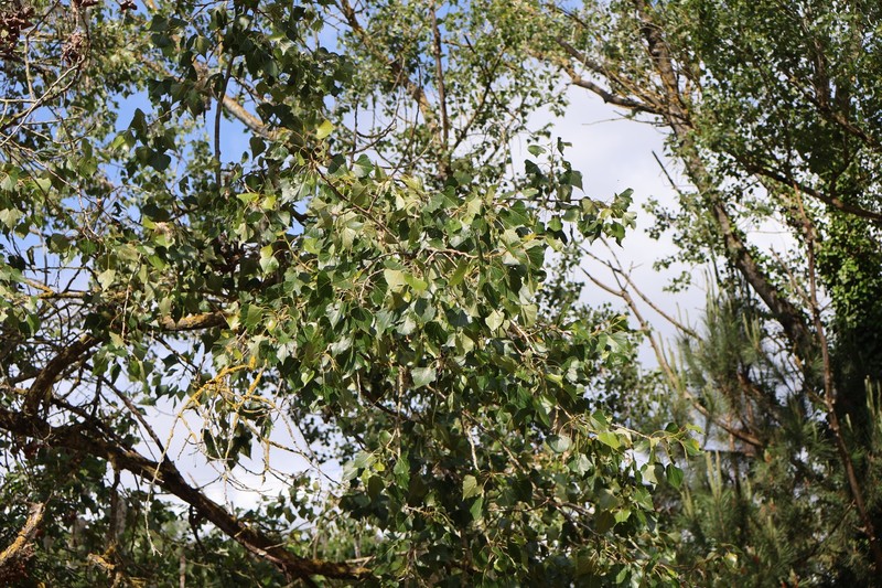Populus nigra subsp. nigra