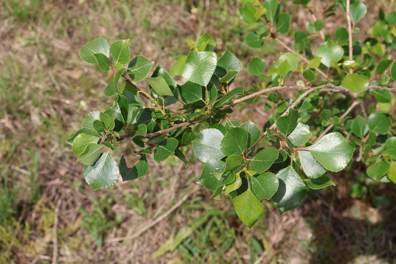Populus nigra subsp. nigra photo 2