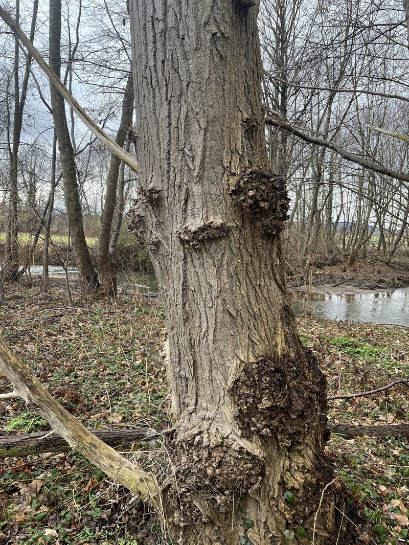 Populus nigra subsp. nigra photo 3