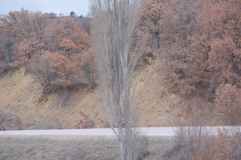 Populus nigra subsp. nigra photo 4