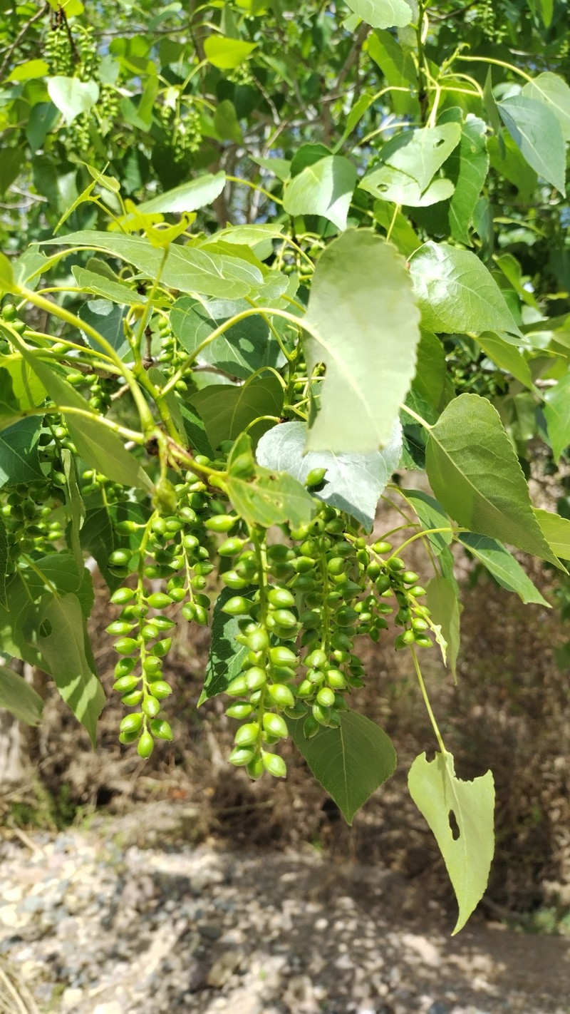 Populus nigra subsp. nigra photo 5