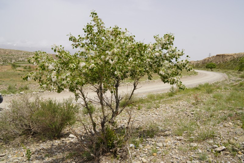 Populus nigra subsp. nigra photo 6