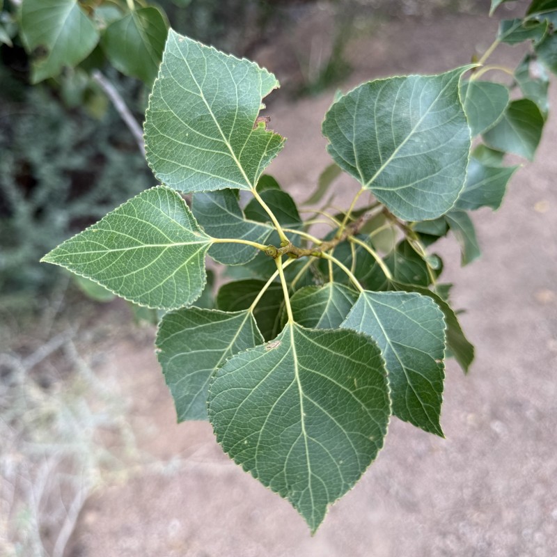Populus nigra subsp. nigra photo 7