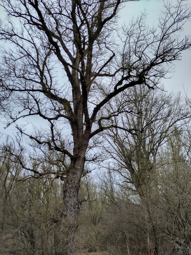 Populus nigra subsp. nigra photo 8