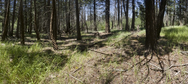 Parry Cottonwood photo 2