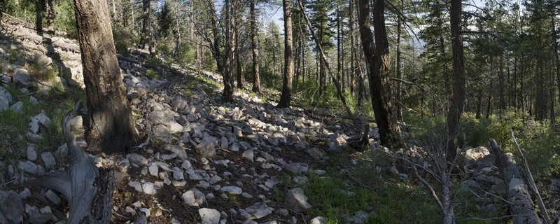 Parry Cottonwood photo 3