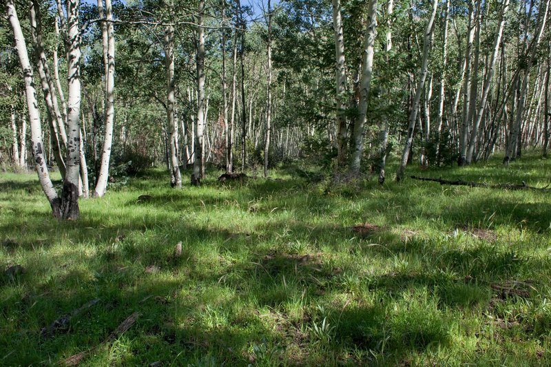 Parry Cottonwood photo 4