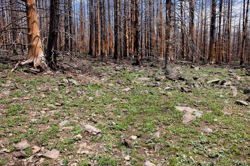 Parry Cottonwood photo 6