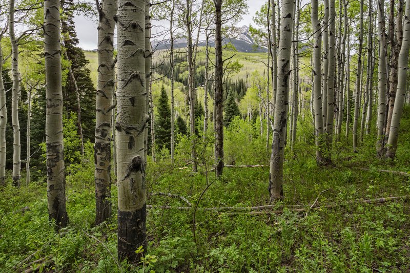 Parry Cottonwood photo 7