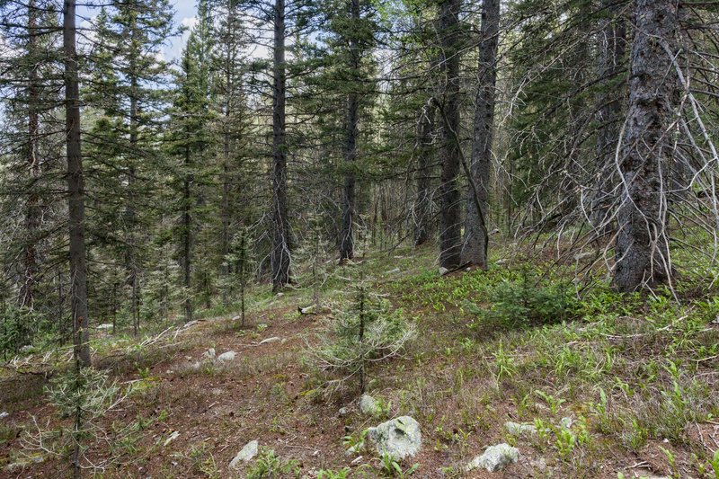 Parry Cottonwood photo 8