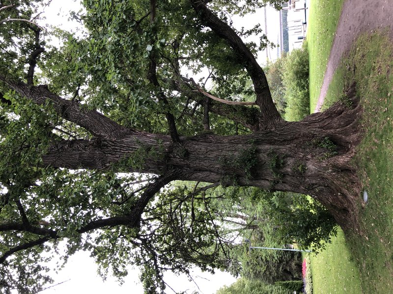 Populus petrowskiana