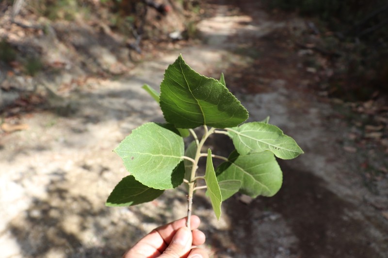 Populus primaveralepensis photo 2