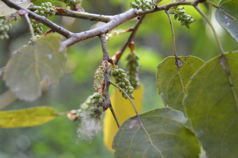 Populus primaveralepensis photo 3