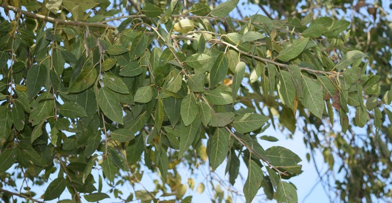 Populus primaveralepensis