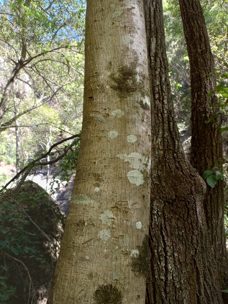 Populus primaveralepensis photo 5