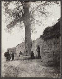 Populus pruinosa