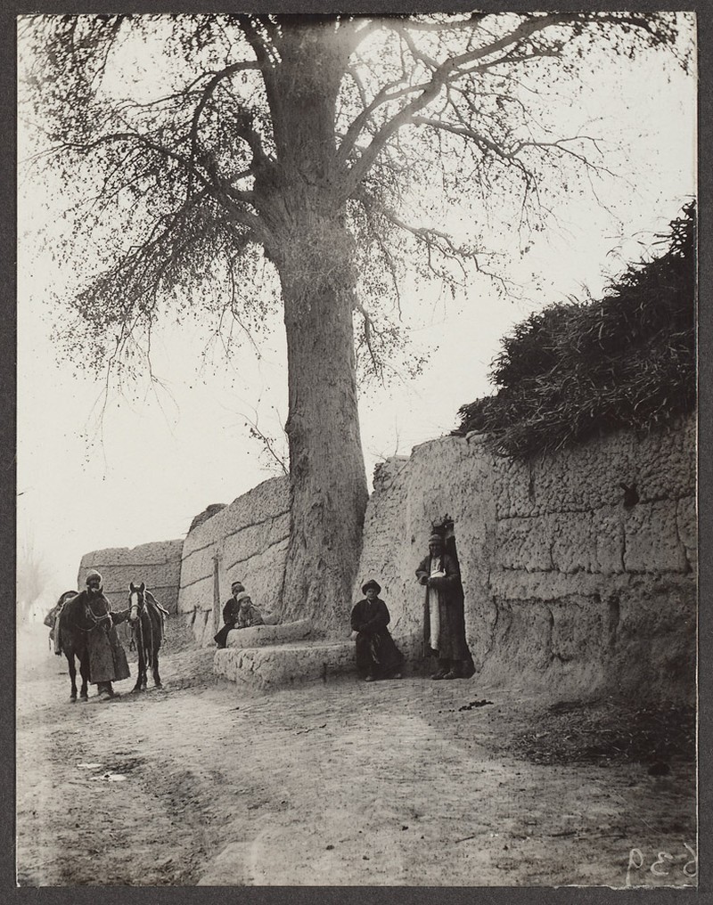 Populus pruinosa