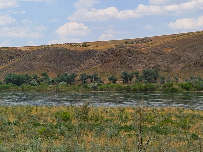 Populus pruinosa photo 2