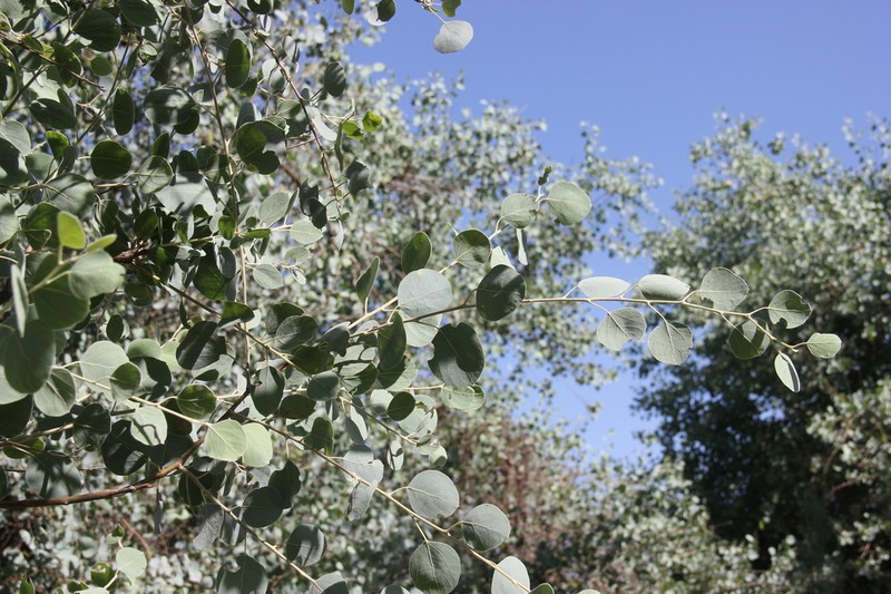 Populus pruinosa photo 3