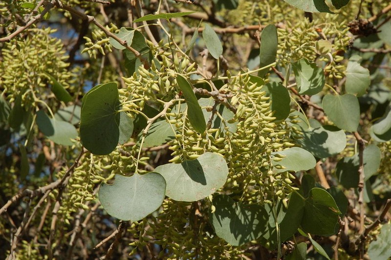 Populus pruinosa photo 4