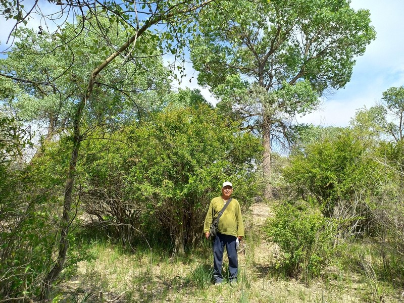 Populus pruinosa photo 5