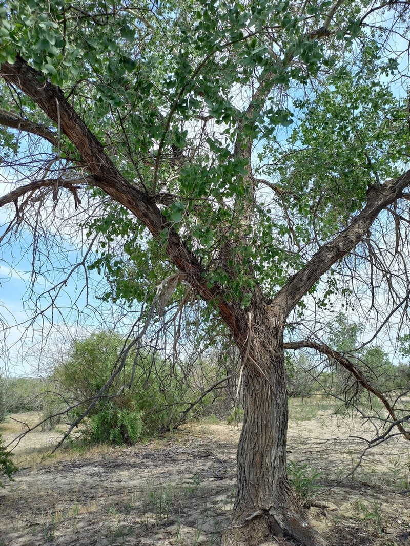 Populus pruinosa photo 6