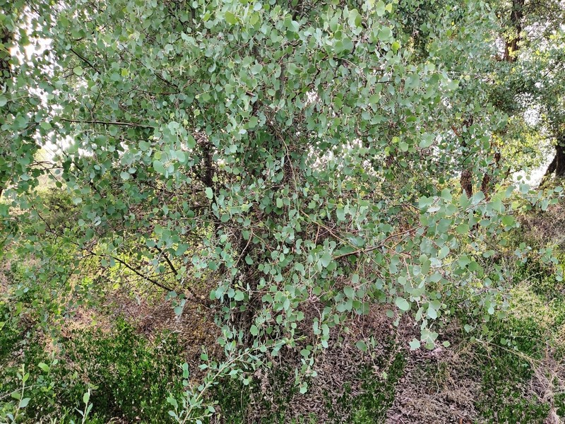 Populus pruinosa photo 7