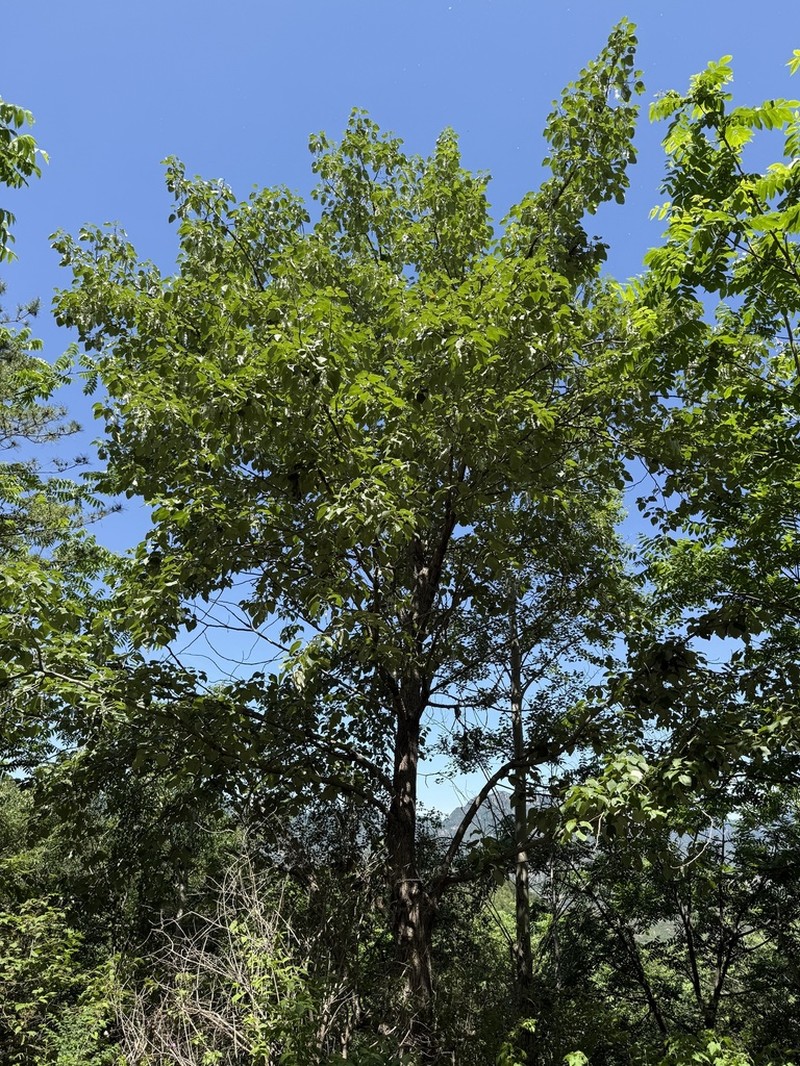 Populus pseudomaximowiczii