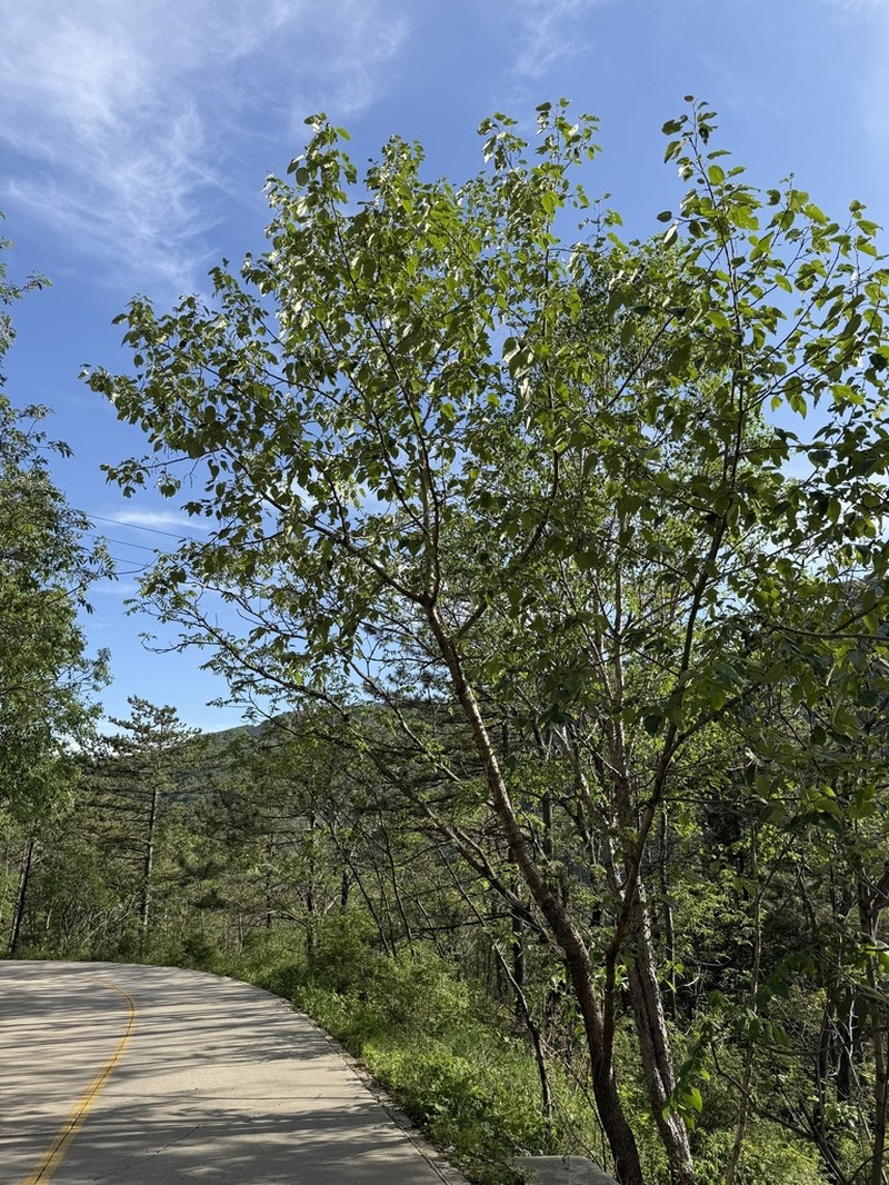 Populus pseudomaximowiczii photo 3