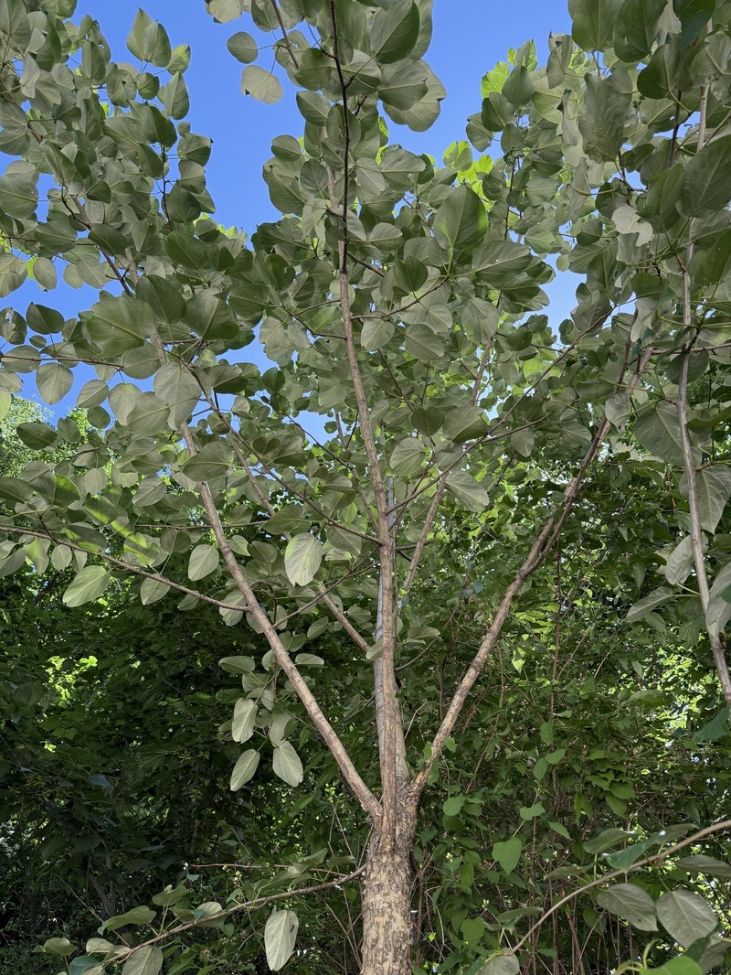 Populus pseudomaximowiczii photo 6