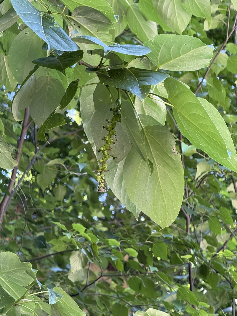 Populus pseudomaximowiczii photo 7