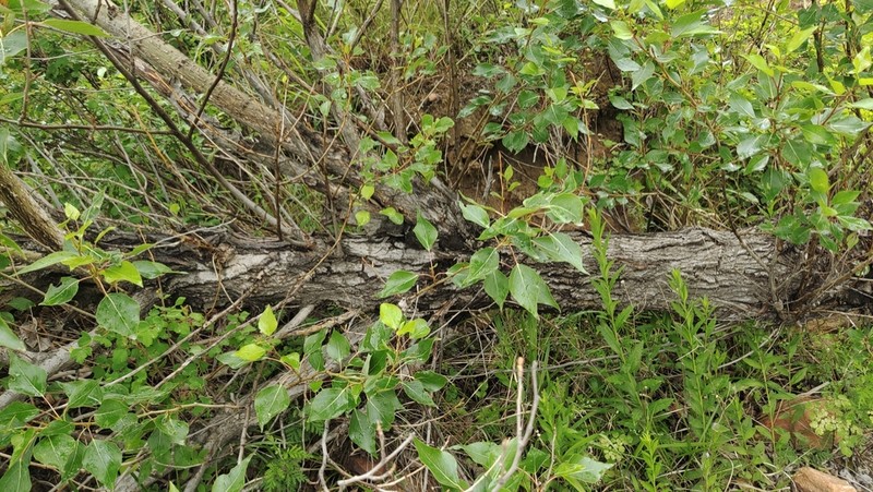 Populus pseudosimonii