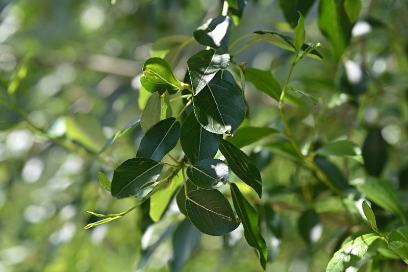 Populus pseudosimonii photo 2