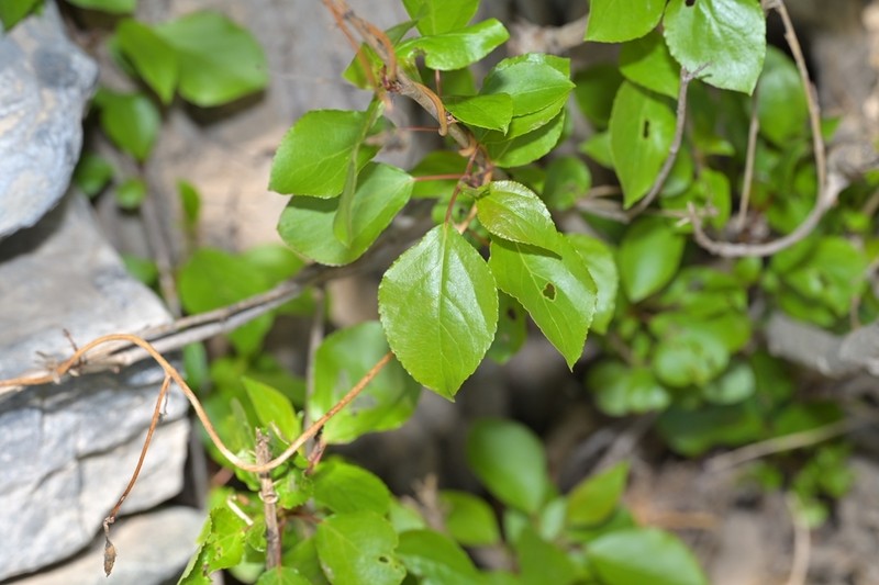 Populus pseudosimonii photo 3