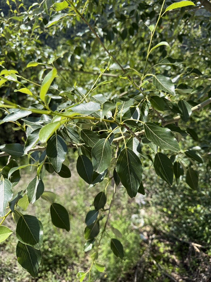 Populus pseudosimonii photo 7