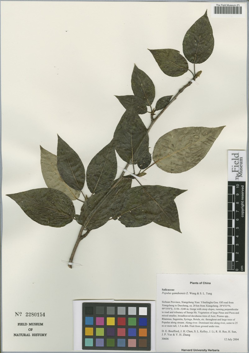 Populus qamdoensis