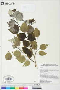 Cottonwood