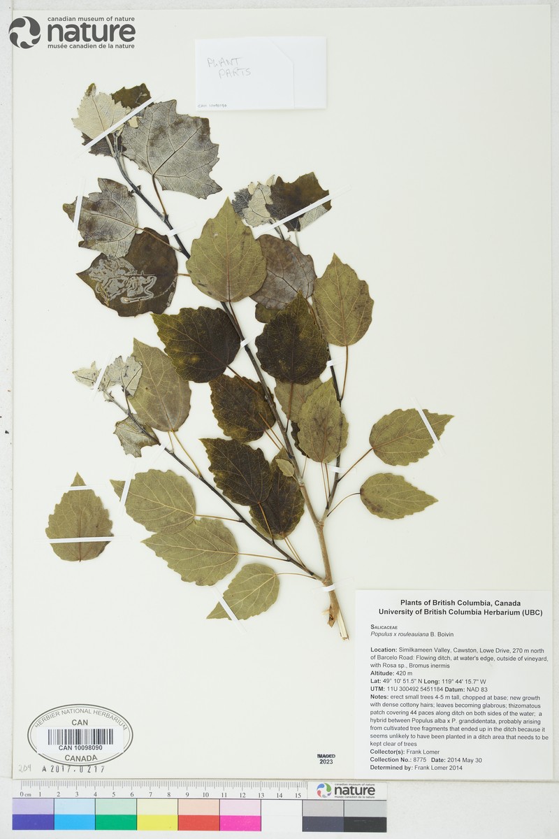 Cottonwood