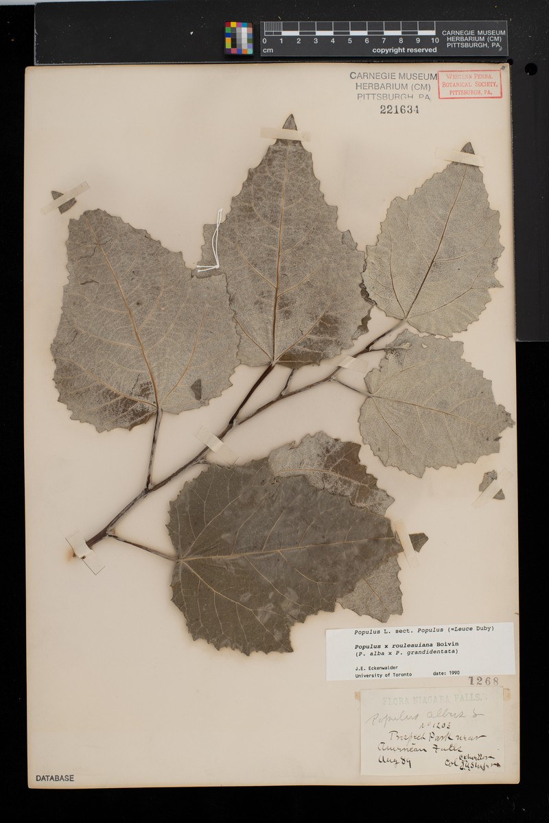 Cottonwood photo 2