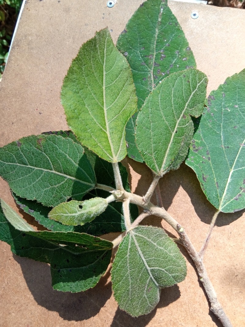 Populus simaroa