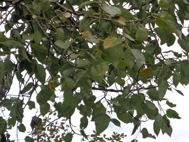 Populus simaroa photo 2