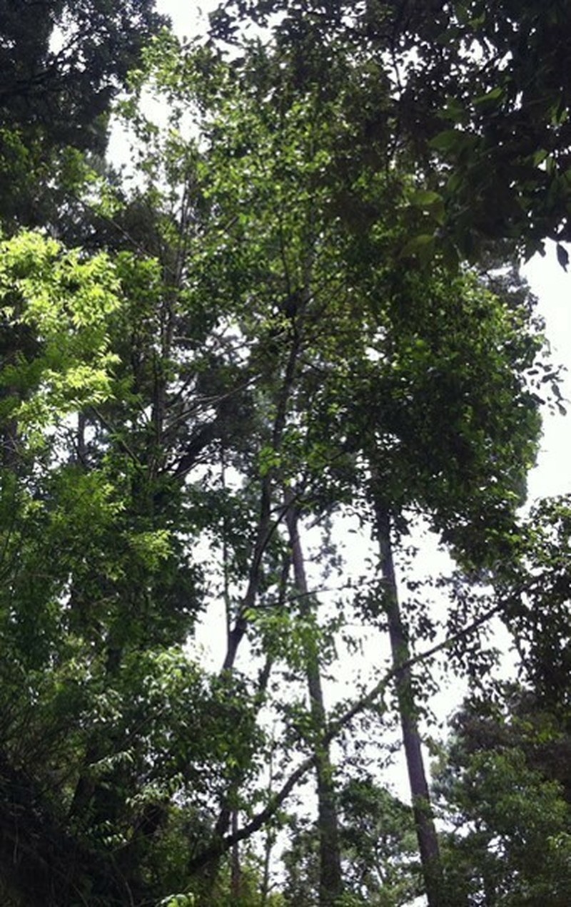 Populus simaroa photo 3