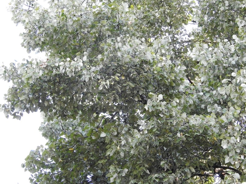 Populus simaroa photo 4