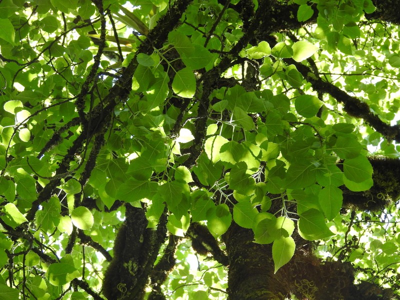 Populus simaroa photo 5