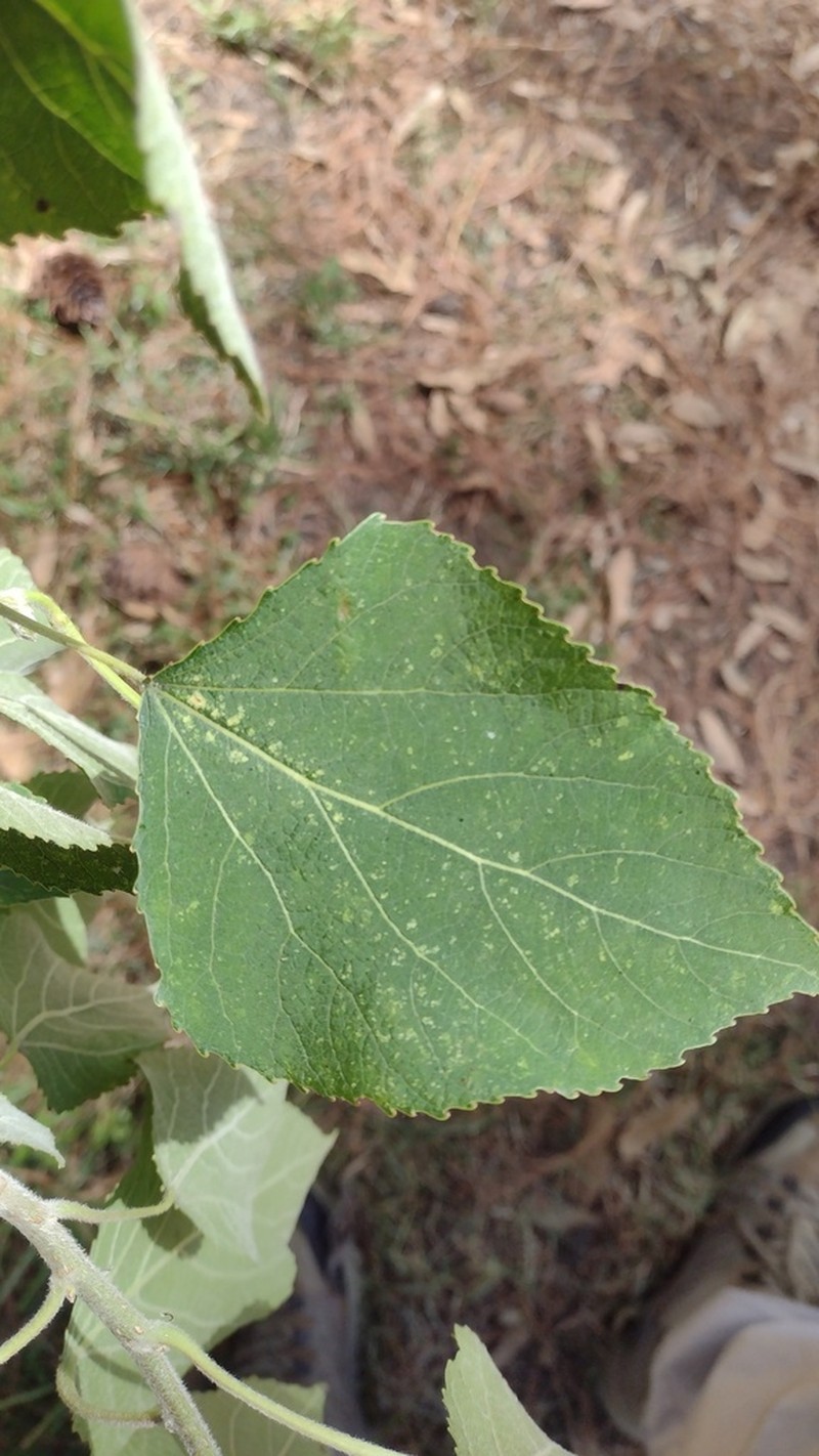 Populus simaroa photo 6