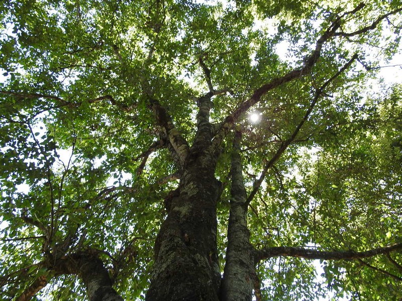 Populus simaroa photo 8