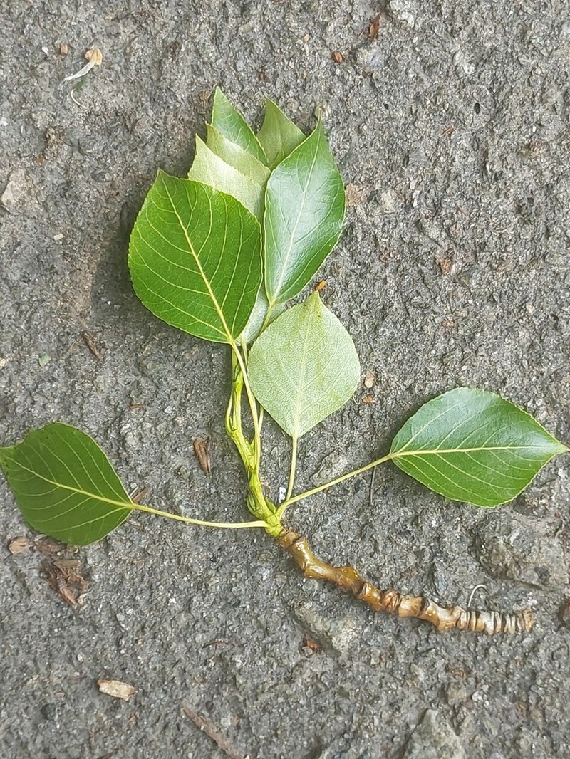 Simon Poplar photo 3